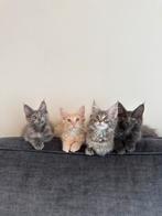 Meincoon kitten, Poes, Ontwormd, 0 tot 2 jaar
