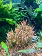 Aquarium planten, Ophalen, Nieuw, Plant(en), Steen of Hout
