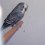 grasparkiet, Dieren en Toebehoren, Vogels | Parkieten en Papegaaien, Mannelijk, Parkiet, Geringd