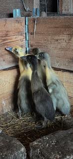 Indische loopeendjes, Dieren en Toebehoren