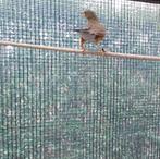 zwartborstlijsterpoppen, Animaux & Accessoires, Oiseaux | Oiseaux Autre, Femelle, Oiseau chanteur sauvage, Bagué