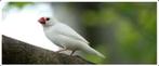 ik zoek witte poppen rijstvogels, Dieren en Toebehoren