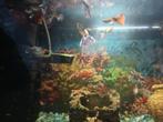 Guppy gratis, Dieren en Toebehoren