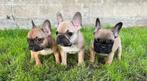 Franse Bulldog pups bij ons thuis geboren, Dieren en Toebehoren, Honden | Bulldogs, Pinschers en Molossers, België, Fokker | Hobbymatig