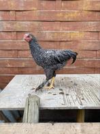 Jong haantje te koop, Dieren en Toebehoren, Pluimvee, Mannelijk, Kip