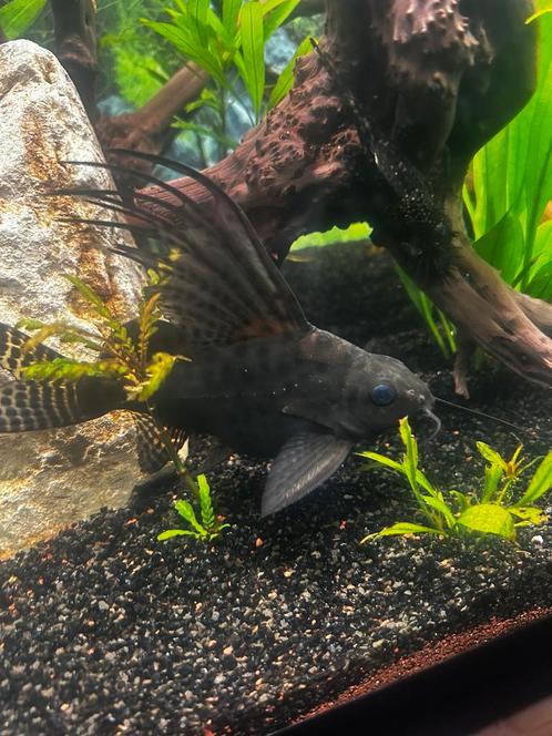 2 synodontis catfish / Afrikaanse Rugzwemmer, Dieren en Toebehoren, Vissen | Aquariumvissen, Zoetwatervis, Vis, Schoolvis