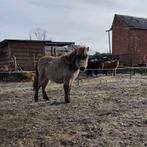 Mooi veulen/jaarling Shetlander, Vermifugé, Poney A (jusqu'à 1.17 m), Étalon, 0 à 2 ans