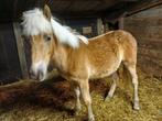 Haflinger, Dieren en Toebehoren, Pony's, 0 tot 2 jaar, Hengst, Onbeleerd, Recreatiepony