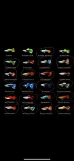 Baby guppys, Dieren en Toebehoren