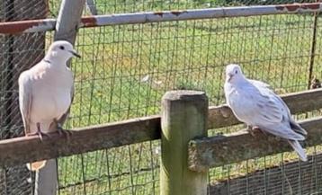 jeunes pigeons, Sexe inconnu, Autres espèces