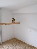 Mexicaanse nonpareil pop 2020, Dieren en Toebehoren, Vogels | Overige Vogels, Vrouwelijk, Tropenvogel, Geringd