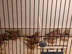Zebravinken bleekrug en bruin Zebravinken, Dieren en Toebehoren