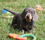 Teckel pups Blue-tan korthaar, België, Reu, CDV (hondenziekte), 8 tot 15 weken
