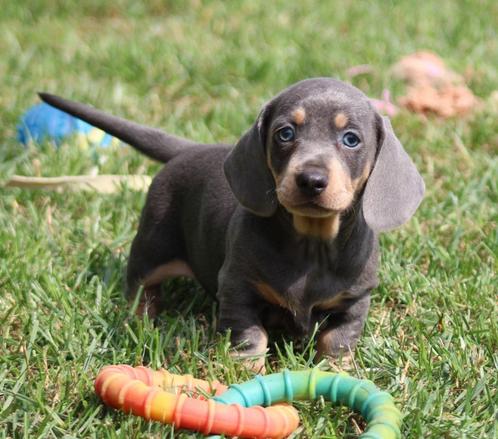 Teckel pups Blue-tan korthaar, Dieren en Toebehoren, Honden | Teckels en Dashonden, Reu, Korthaar, Dwerg, Fokker | Professioneel