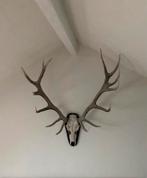 Bois de cerf, Huis en Inrichting, Woonaccessoires | Wanddecoraties, Gebruikt