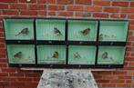 glosters, Dieren en Toebehoren, Vogels | Kanaries
