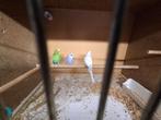 Grasparkieten en kweek kooien, Meerdere dieren, Parkiet