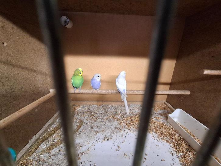 Grasparkieten en kweek kooien, Dieren en Toebehoren, Vogels | Parkieten en Papegaaien, Parkiet, Meerdere dieren