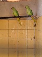 Groene halsband 2025, Dieren en Toebehoren, Vogels | Parkieten en Papegaaien, Geslacht onbekend, Parkiet, Geringd