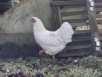 Wyandotte krielkip beschikbaar voor biedingen