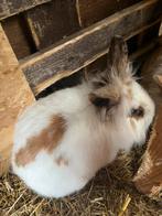 5 gezonde dwergkonijntjes 2 rammelaars en 3 voedsters, Dieren en Toebehoren, Klein, 0 tot 2 jaar