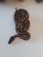 0.1 Python regius, Dieren en Toebehoren, Reptielen en Amfibieën, Slang, 0 tot 2 jaar
