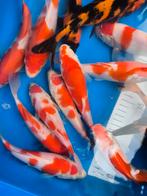 Tosai Genjiro kohaku Hi-utsuri