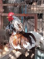 Serama - haan, Mannelijk, Kip