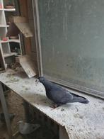 Kleur postduiven reisduiven, Dieren en Toebehoren