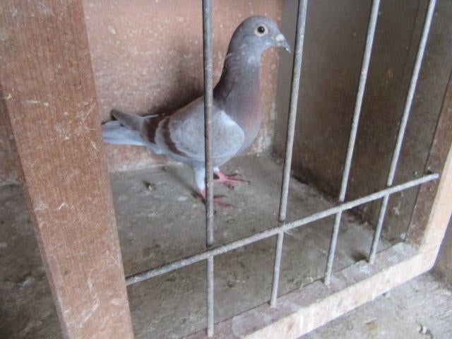 Vliegduiven, Dieren en Toebehoren, Vogels | Duiven
