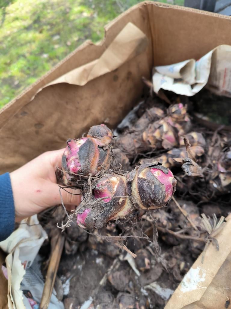 Canna knollen met rode bloemen en groen blad, Tuin en Terras, Volle zon, Eenjarig, Zomer, Ophalen