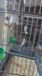 Diamant duifjes, Meerdere dieren, Overige soorten