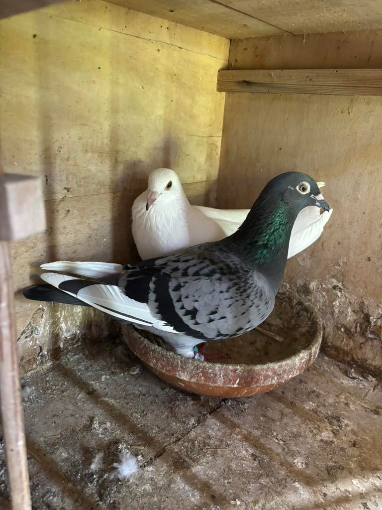 Jonge kleurpostduiven te reserveren, Dieren en Toebehoren