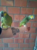 Tam koppeltje amazone 2025, Domestique