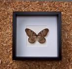 idea blanchardi, Verzamelen, Dierenverzamelingen, Ophalen of Verzenden, Nieuw, Insect, Opgezet dier