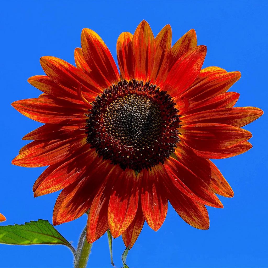 Unieke rode zonnebloem plantjes te koop, Jardin & Terrasse, Bulbes & Semences, Enlèvement