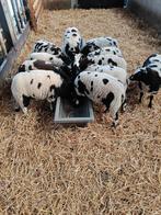 Beaux agneaux colorés, Femelle, Mouton, 0 à 2 ans