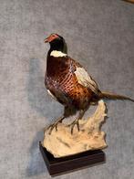 Fazant, Collections, Collections Animaux, Enlèvement, Neuf, Autres, Animal empaillé