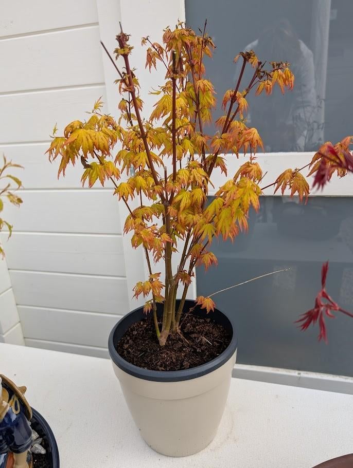 Acer Orange Dream, Ophalen, Vaste plant, Overige soorten