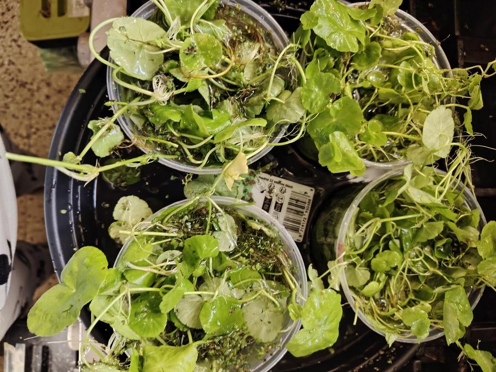 Braziliaanse lotus, Dieren en Toebehoren, Vissen | Aquaria en Toebehoren, Ophalen