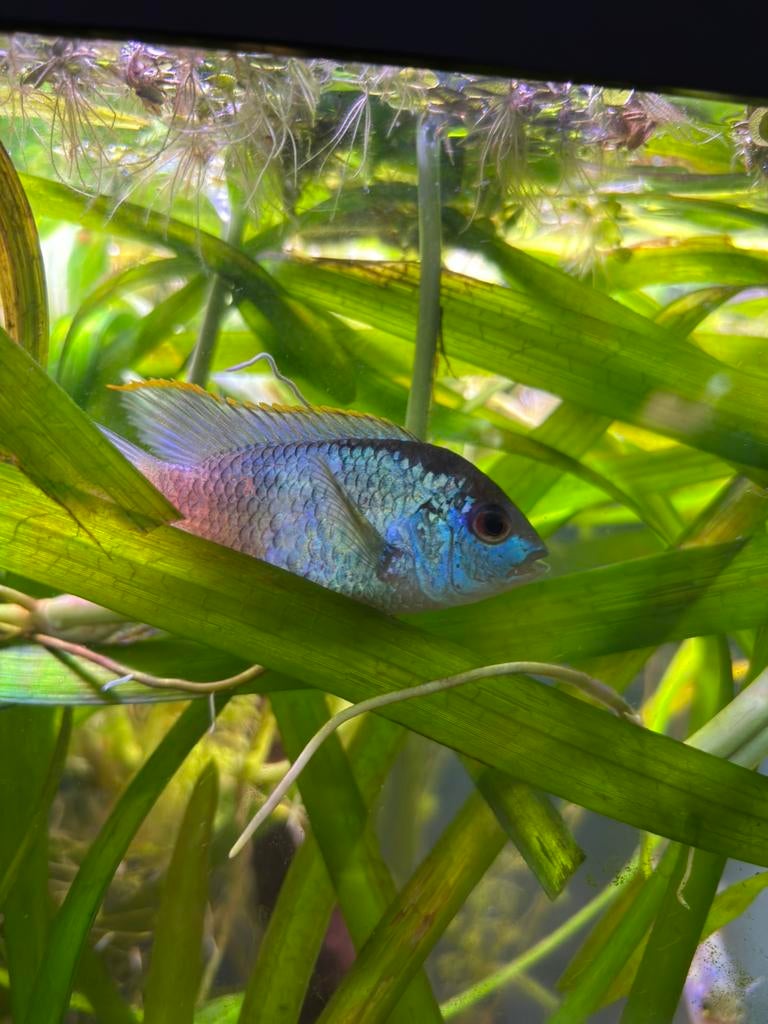 2 electric blue acara, Dieren en Toebehoren, Vissen | Aquariumvissen
