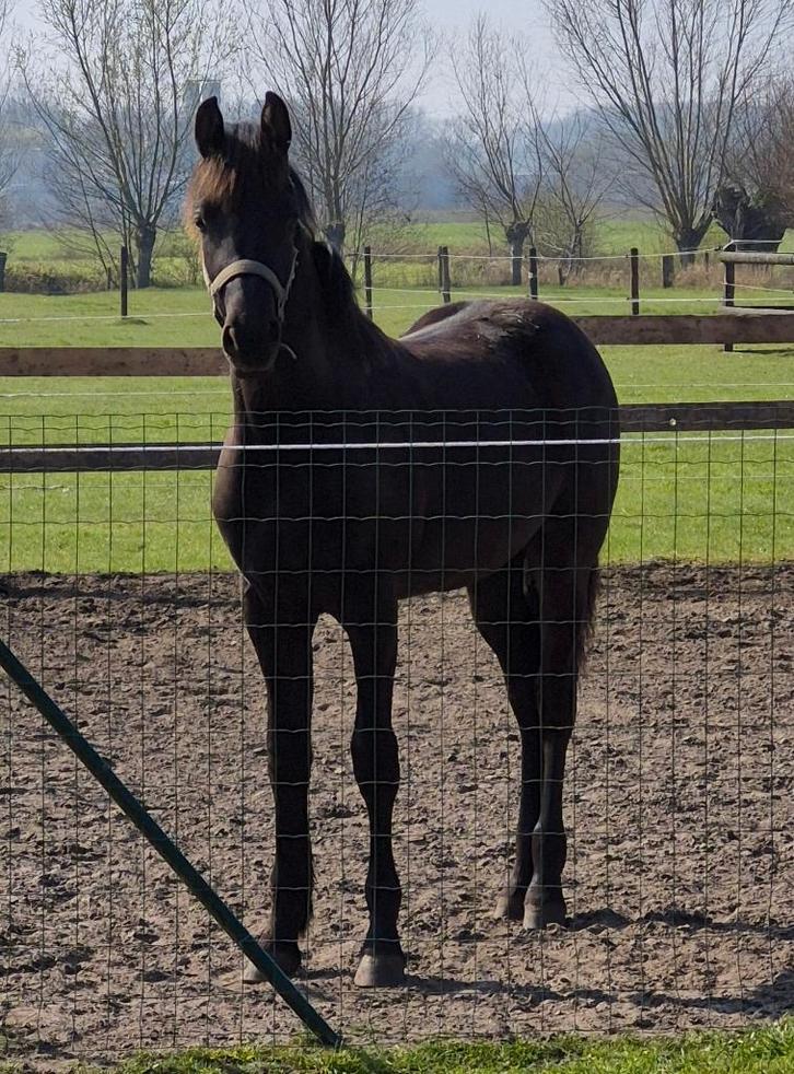 Arabo friese jaarling ruin., Dieren en Toebehoren, Paarden, Ruin, 0 tot 2 jaar, Met stamboom, Gechipt, Ontwormd, Ingeënt