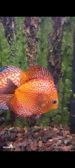 Discus Pigeon Blood Snakeskin  12+-14 cm, Animaux & Accessoires, Poisson, Poisson d'eau douce