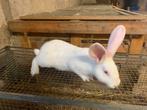 Vlaamse reuzen, Dieren en Toebehoren, Konijnen, Meerdere dieren, Groot, 0 tot 2 jaar