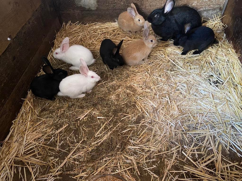 Jonge konijnen te koop, Plusieurs animaux, Taille moyenne, 0 à 2 ans