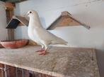Zuivere witte doffer, Dieren en Toebehoren, Vogels | Duiven, Mannelijk, Postduif