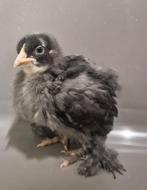 Kuikentjes van Sierkippen, Dieren en Toebehoren