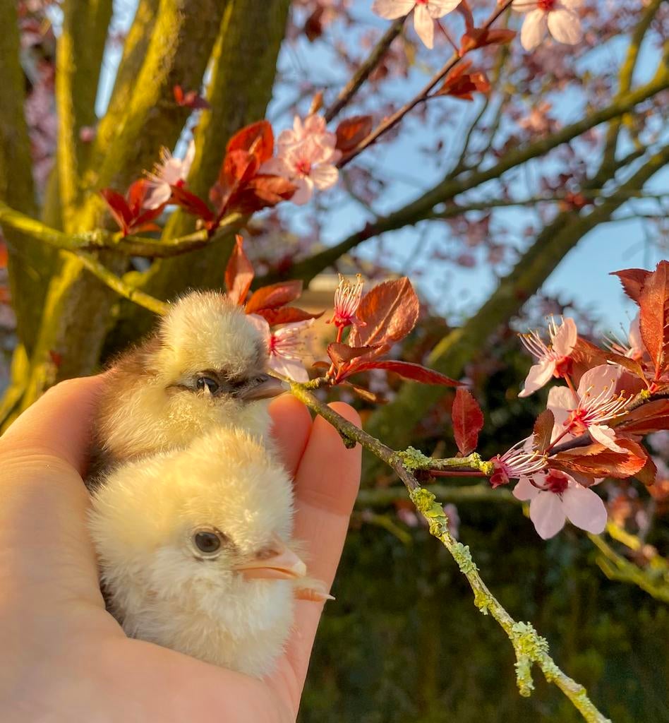 Zijdehoen/ zijdehoender broedeieren (mottled), Plusieurs animaux, Poule ou poulet