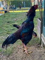 Shamo kweekhaan jap, Dieren en Toebehoren