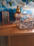 Kolonie messor barbarus mieren dringend weg